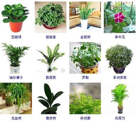 室内植物名称|52种适合室内养的观赏植物